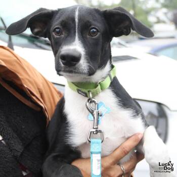 Terrier and Shepherd Dogs Available for Adoption in Washington, District Of Columbia - Paul | PetCurious