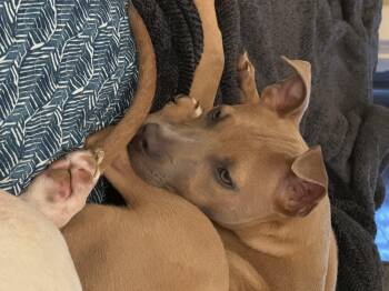Rescue Mixed Breed Dogs for Adoption in Houston, Texas - Lily Allen | PetCurious