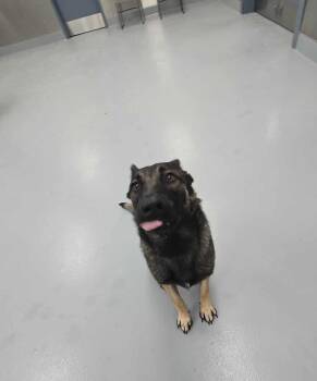 Rescue Belgian Shepherd Malinois and German Shepherd Dog Dogs for Adoption in Silver Springs, Nevada - Celine | PetCurious