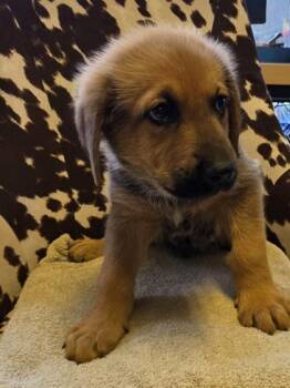 German Shepherd Dog and Mixed Breed Dogs Available for Adoption in Conway, South Carolina - Rafiki | PetCurious