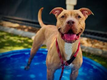 EOWYN -  Pit Bull Terrier and Mixed Breed Dog for Adoption in Orlando, Florida - EOWYN | PetCurious