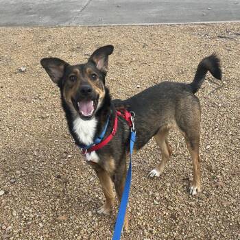German Shepherd Dog Dogs Available for Adoption in Dallas, Texas - Stella XV (New Digs) | PetCurious