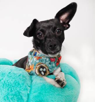 Chihuahua and Dachshund Dogs Available for Adoption in Phoenix, Arizona - Robin | PetCurious
