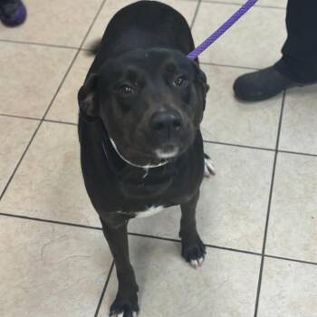 Labrador Retriever Dogs Available for Adoption - Revival | PetCurious