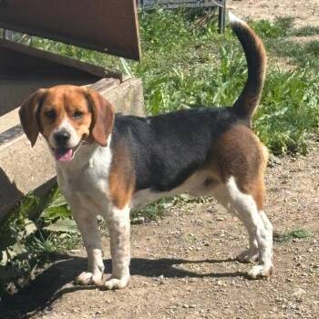 Beagle Dogs Available for Adoption in Union City, Pennsylvania - Beau | PetCurious