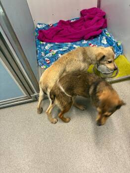 Gordon -  Hound Dog for Adoption in Bloomington, Indiana - Gordon | PetCurious