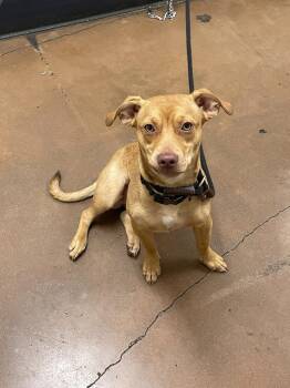 Meatball -  Pit Bull Terrier and Terrier Dog for Adoption in Chico, California - Meatball | PetCurious