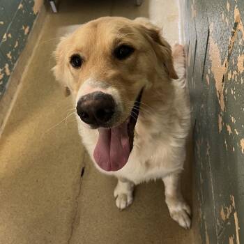 Hercules -  Newfoundland Dog and Labrador Retriever Dog for Adoption in Watertown, New York - Hercules | PetCurious