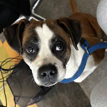 Mixed Breed Dogs Available for Adoption in Philadelphia, Pennsylvania - Pamela | PetCurious