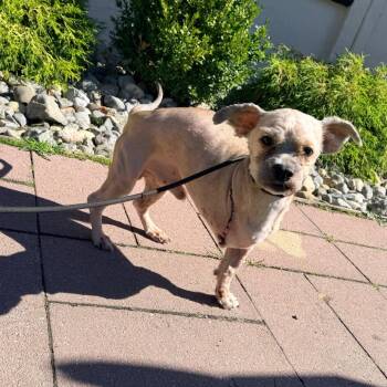 Brownie -  Terrier and Mixed Breed Dog for Adoption in Newark, New Jersey - Brownie | PetCurious