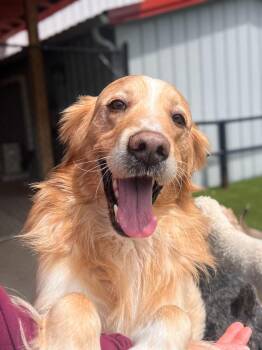 Golden Retriever Dogs Available for Adoption in Richmond, Kentucky - Pringles | PetCurious