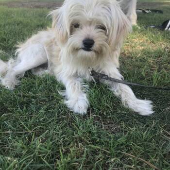Winston -  Poodle and Beagle Dog for Adoption in Tustin, California - Winston | PetCurious