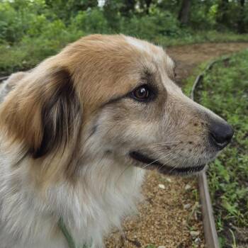 Mixed Breed Dogs Available for Adoption in Bentonville, Arkansas - Speckles | PetCurious