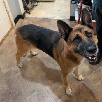Hefner -  German Shepherd Dog and Mixed Breed Dog for Adoption in Boaz, Alabama - Hefner | PetCurious