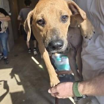 Rescue Mixed Breed Dogs for Adoption in Fernandina Beach, Florida - RUBY | PetCurious