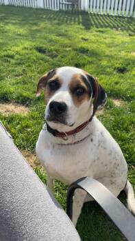 Mixed Breed Dogs Available for Adoption - Charlie | PetCurious