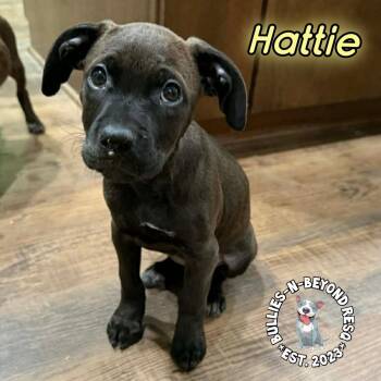 Labrador Retriever Dogs Available for Adoption - Cottagecore Litter: Hattie | PetCurious