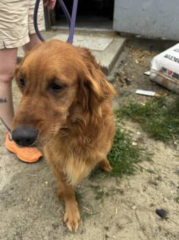 5a -  Golden Retriever Dog for Adoption in Salisbury, Maryland - 5a | PetCurious