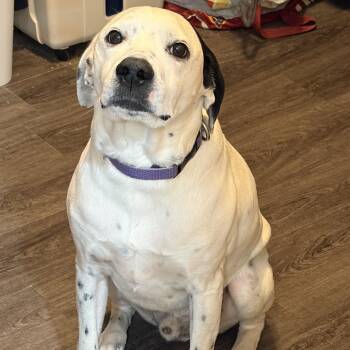 Pointer and Mixed Breed Dogs Available for Adoption in Kansas City, Missouri - Dexter | PetCurious