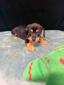 Titus -  Beagle Dog for Adoption in Mount Laurel Township, New Jersey - Titus | PetCurious