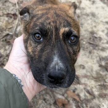 Shepherd Dogs Available for Adoption - Milo | PetCurious