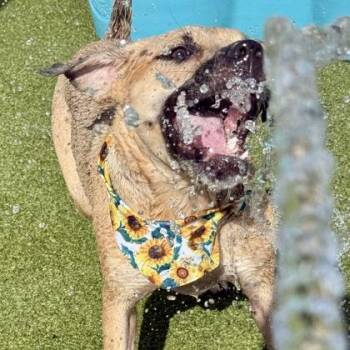 Mia -  Labrador Retriever and Mixed Breed Dog for Adoption in Largo, Florida - Mia | PetCurious