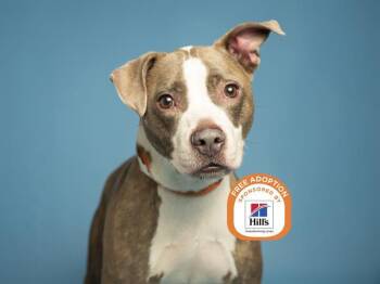 Pit Bull Terrier Dogs Available for Adoption - PENNY | PetCurious
