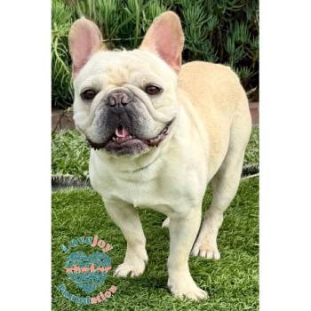 Beau COH -  French Bulldog Dog for Adoption in Inglewood, California - Beau COH | PetCurious