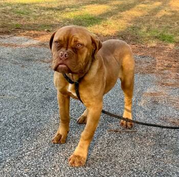 Dogue De Bordeaux Dogs Available for Adoption - Tootsie | PetCurious