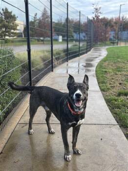 German Shepherd Dog Dogs Available for Adoption - Calamari Joe | PetCurious