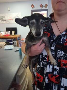 Sparkie -  Dachshund and Mixed Breed Dog for Adoption in Brownwood, Texas - Sparkie | PetCurious