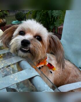 Sammy -  Havanese and Bichon Frise Dog for Adoption - Sammy | PetCurious