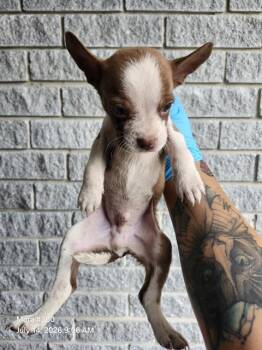 ECUADOR -  American Staffordshire Terrier Dog for Adoption in San Antonio, Texas - ECUADOR | PetCurious
