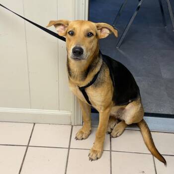 Moonshine -  Shepherd and Mixed Breed Dog for Adoption in Tuscaloosa, Alabama - Moonshine | PetCurious