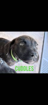 Cuddles -  Mastiff Dog for Adoption in Hayward, California - Cuddles | PetCurious
