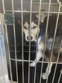 Mixed Breed Dogs Available for Adoption - FRIO | PetCurious