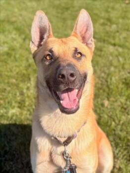 German Shepherd Dog Dogs Available for Adoption - *TAMBOURINE | PetCurious