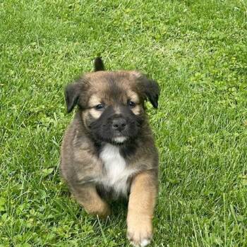 Shepherd and Mixed Breed Dogs Available for Adoption in Dayton, Ohio - River | PetCurious