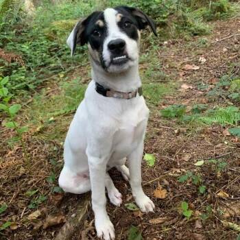 Nile Sweetpea -  Australian Cattle Dog Blue Heeler and Labrador Retriever Dog for Adoption in Friendswood, Texas - Nile Sweetpea | PetCurious