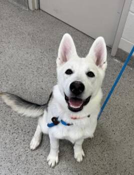 Addie -  Siberian Husky and German Shepherd Dog Dog for Adoption in Fishers, Indiana - Addie | PetCurious