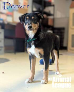 Australian Shepherd Dogs Available for Adoption in Groveland, Florida - Denver | PetCurious