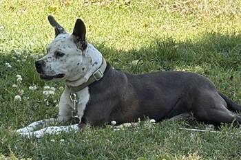 Cookie-2 -  Pit Bull Terrier Dog for Adoption in Lake Wylie, South Carolina - Cookie-2 | PetCurious