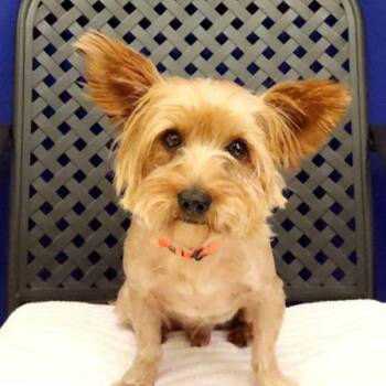 Chilton -  Yorkshire Terrier Dog for Adoption in Midland, Texas - Chilton | PetCurious