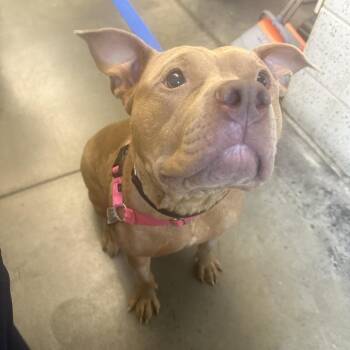 Navi -  Mixed Breed Dog for Adoption in Pittsburgh, Pennsylvania - Navi | PetCurious