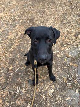 Wally -  Black Labrador Retriever Dog for Adoption in Sonora, California - Wally | PetCurious