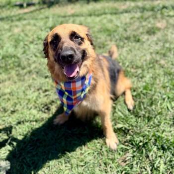 German Shepherd Dog Dogs Available for Adoption in Angleton, Texas - Porsch | PetCurious