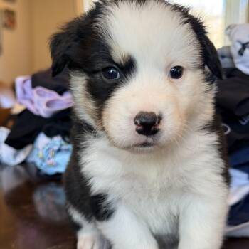 Mixed Breed Dogs Available for Adoption - Portia  | PetCurious