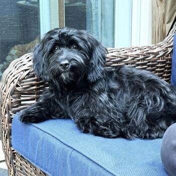 Bella -  Shih Tzu and Dachshund Dog for Adoption in South Riding, Virginia - Bella | PetCurious