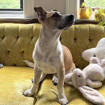 Pauline -  Chiweenie Dog for Adoption - Pauline | PetCurious