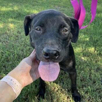 Rescue Labrador Retriever Dogs for Adoption in Harlingen, Texas - Bonnie | PetCurious
